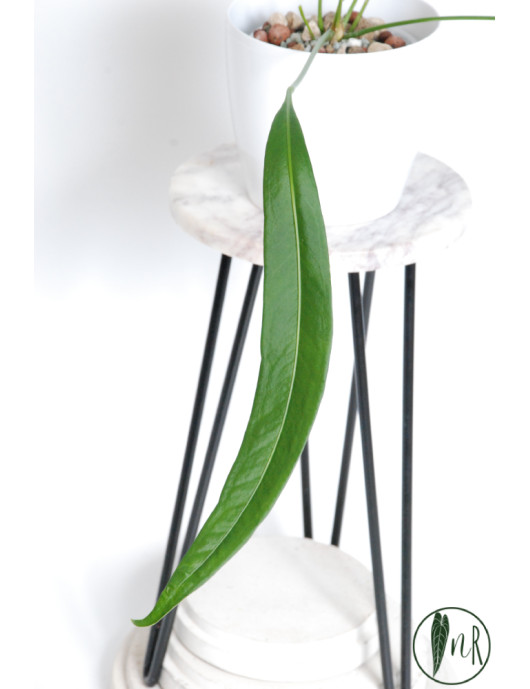 Anthurium pallidiflorum Guazhalan