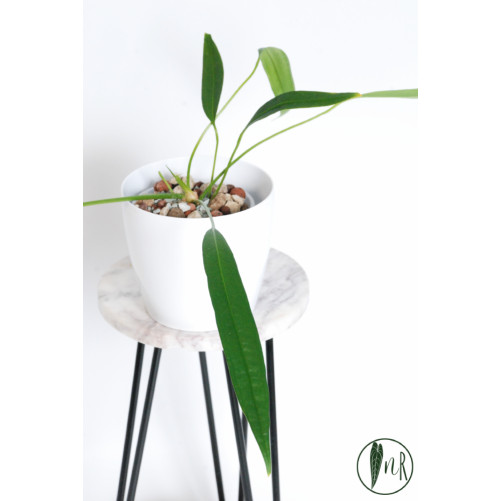 Anthurium pallidiflorum Guazhalan