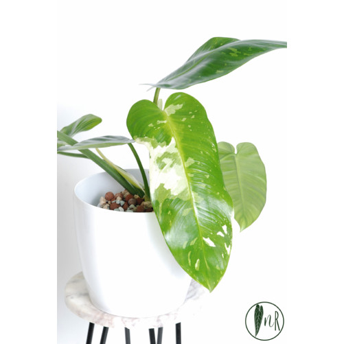 Philodendron jose buono