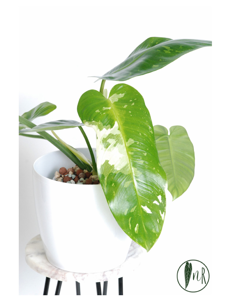 Philodendron jose buono