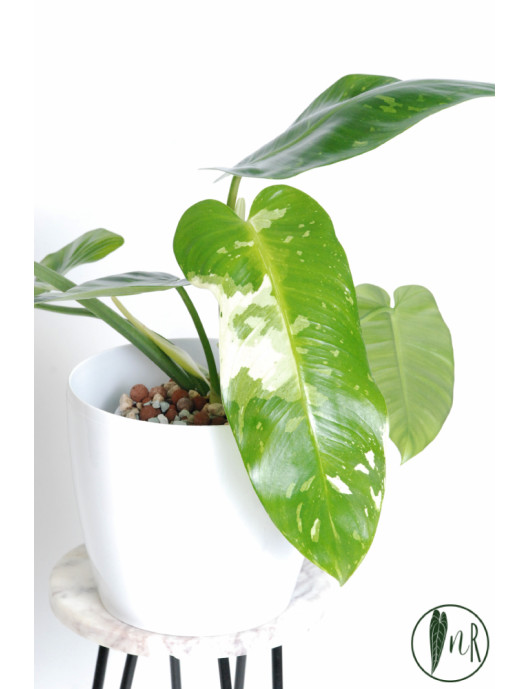 Philodendron jose buono
