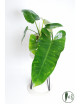 Philodendron jose buono