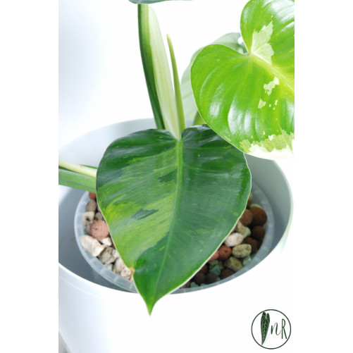 Philodendron jose buono