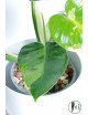 Philodendron jose buono