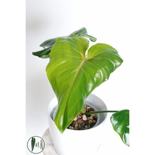 Philodendron green wonder
