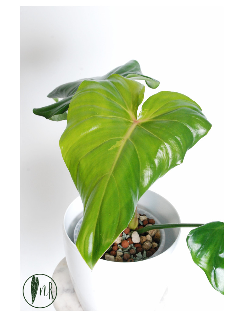 Philodendron green wonder