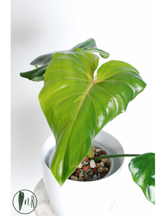 Philodendron green wonder