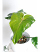 Philodendron green wonder