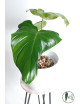 Philodendron green wonder