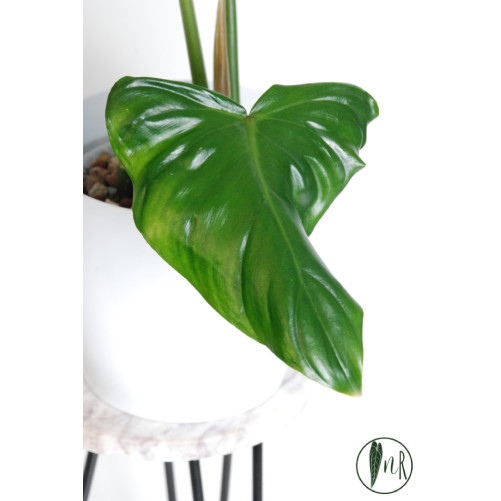 Philodendron green wonder