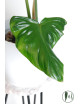 Philodendron green wonder