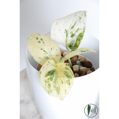 Scindapsus jade satin...