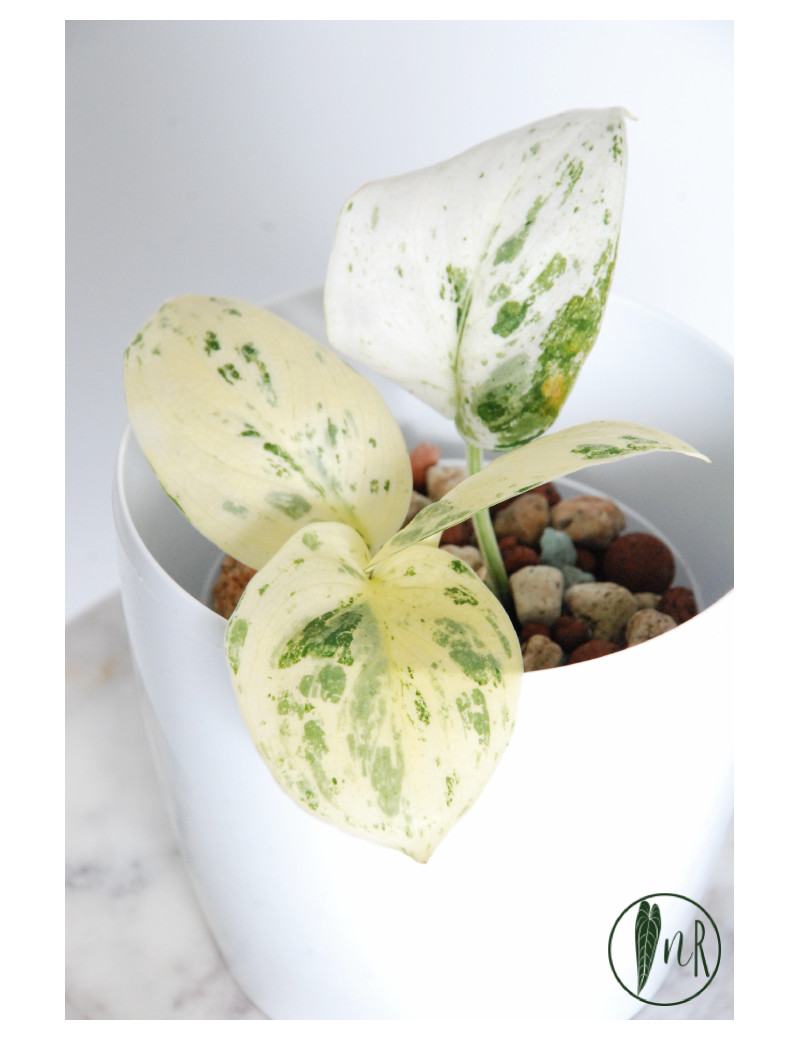 Scindapsus jade satin variegata