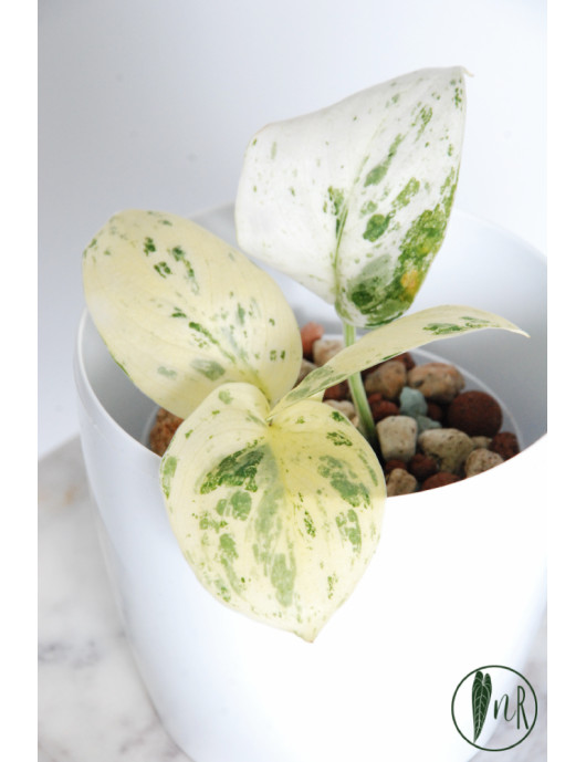 Scindapsus jade satin variegata