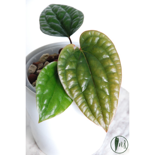 Anthurium radicans x luxurians