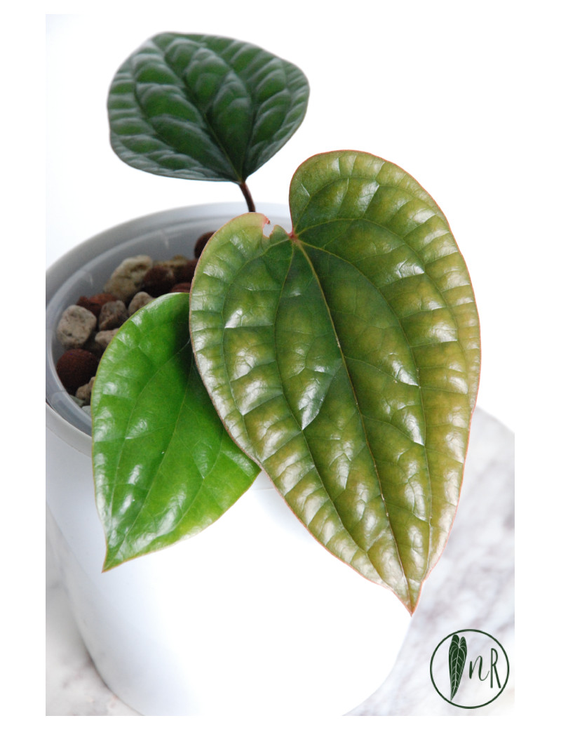 Anthurium radicans x luxurians