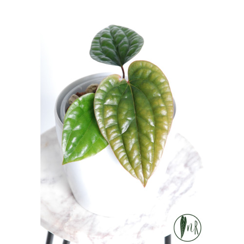 Anthurium radicans x luxurians