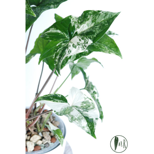 Syngonium emerald gem