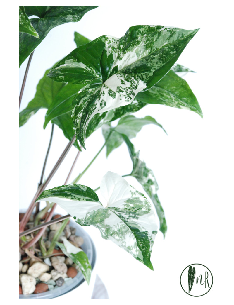 Syngonium emerald gem