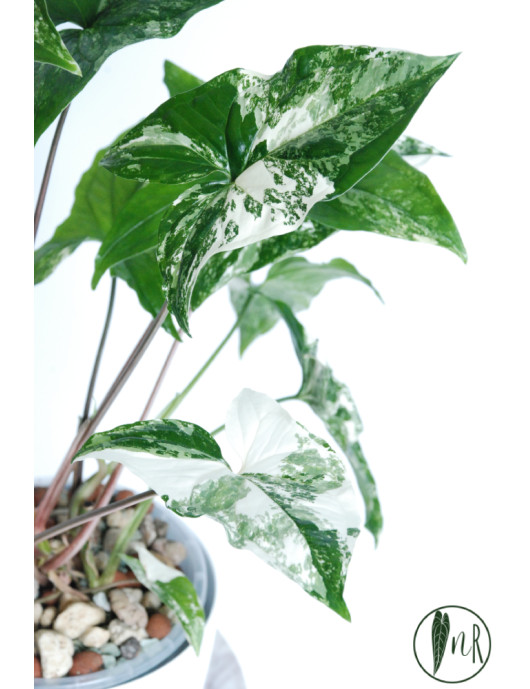 Syngonium emerald gem