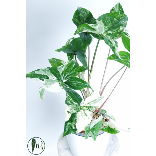 Syngonium emerald gem