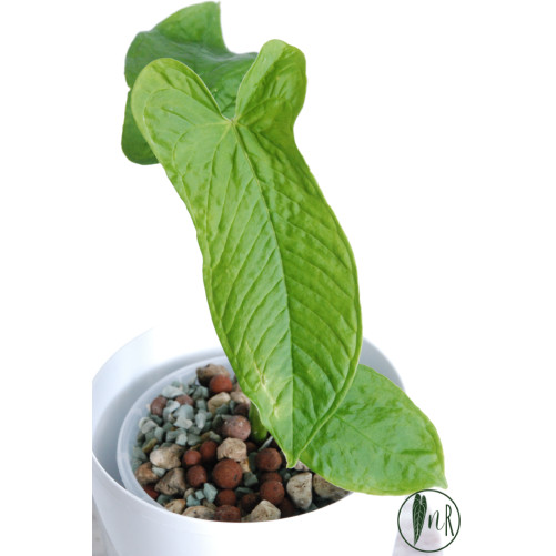 Anthurium argyrostachyum