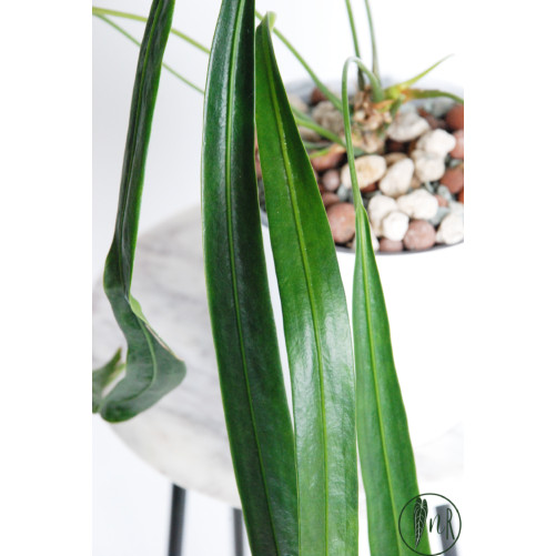 Anthurium friedrichsthalii