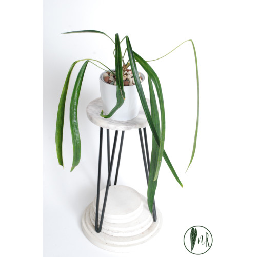 Anthurium friedrichsthalii