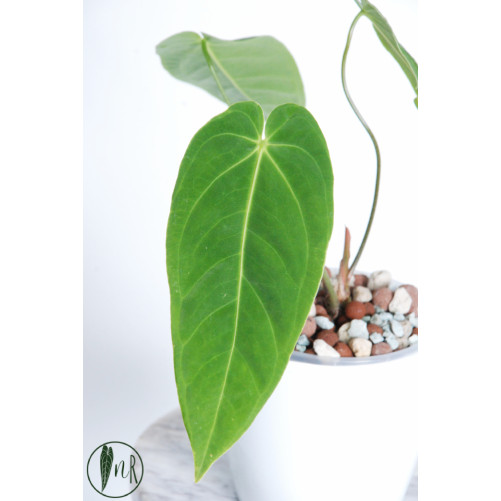 Anthurium metallicum