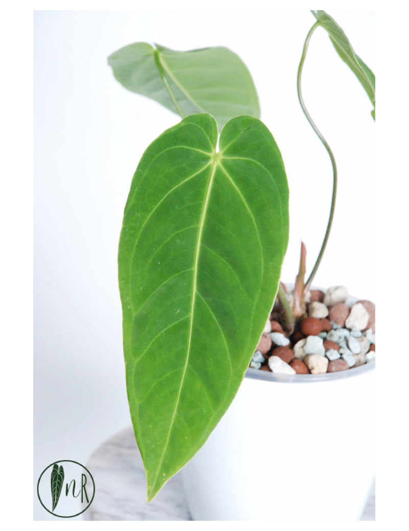 Anthurium metallicum