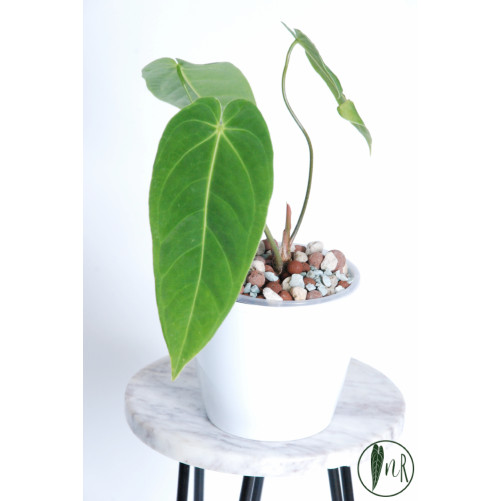 Anthurium metallicum