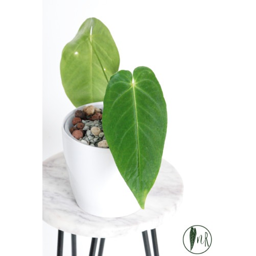 Anthurium queremalense