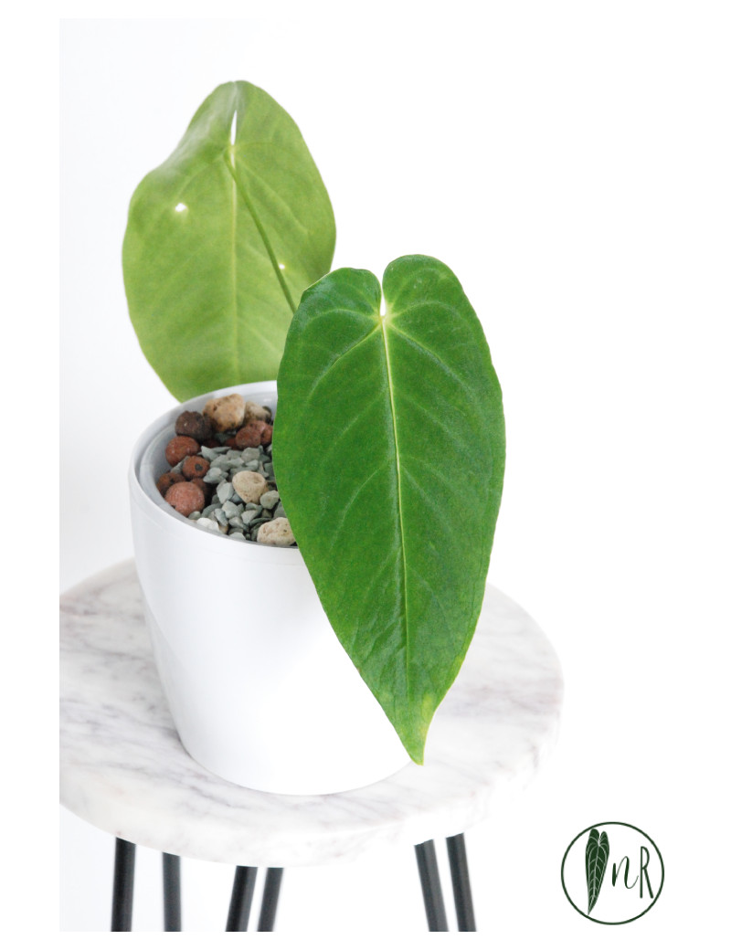 Anthurium queremalense