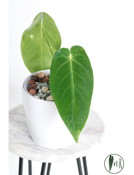 Anthurium queremalense