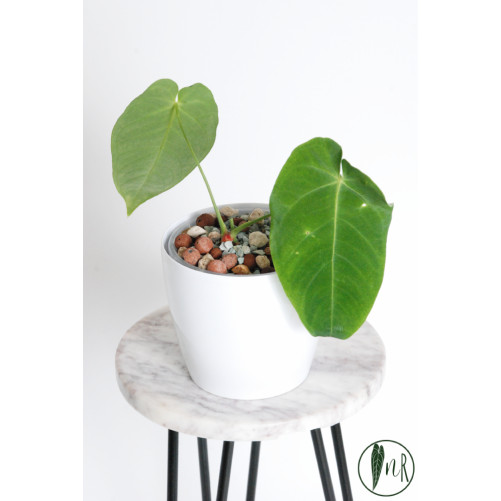 Anthurium queremalense