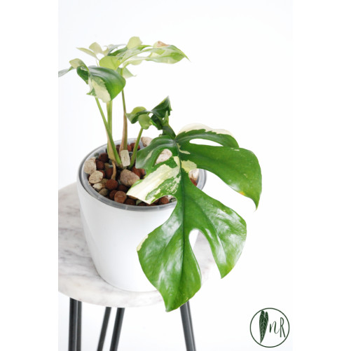 Rhaphidophora tetrasperma...