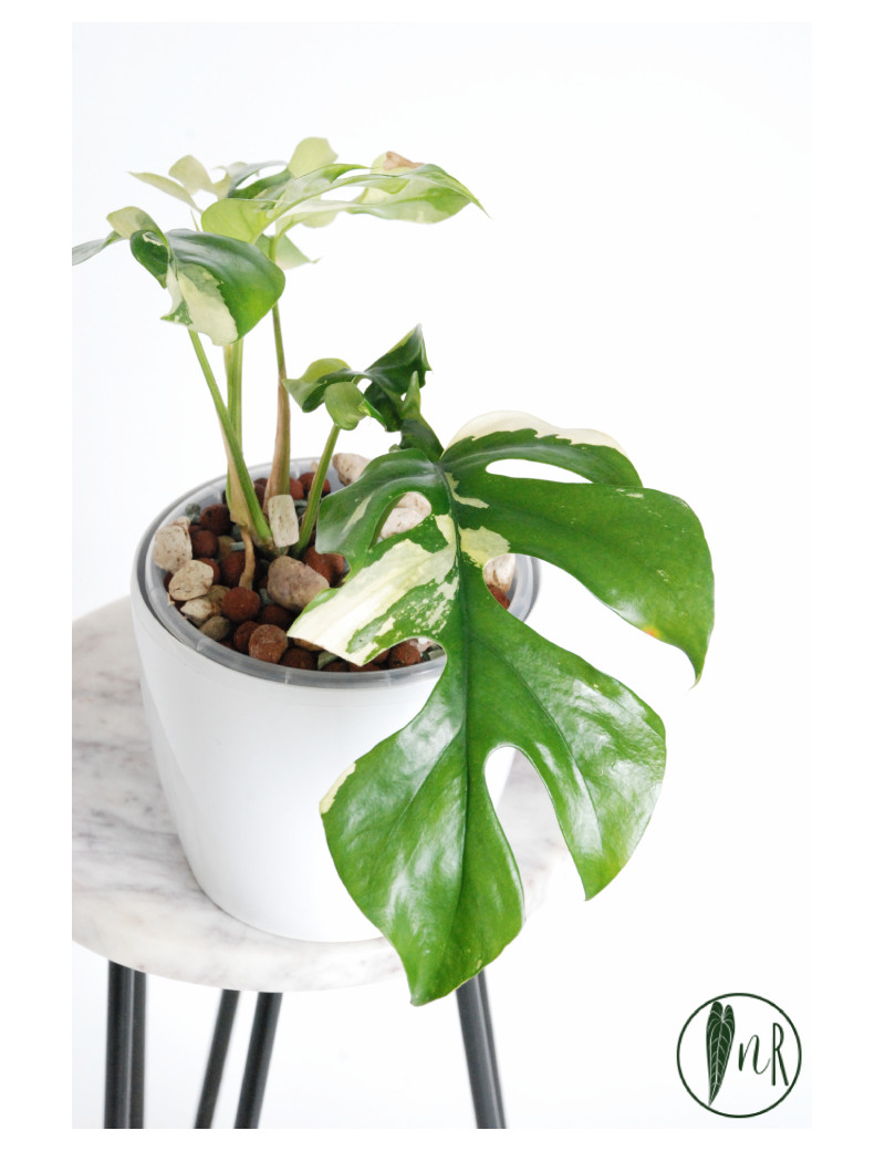 Rhaphidophora tetrasperma variegata