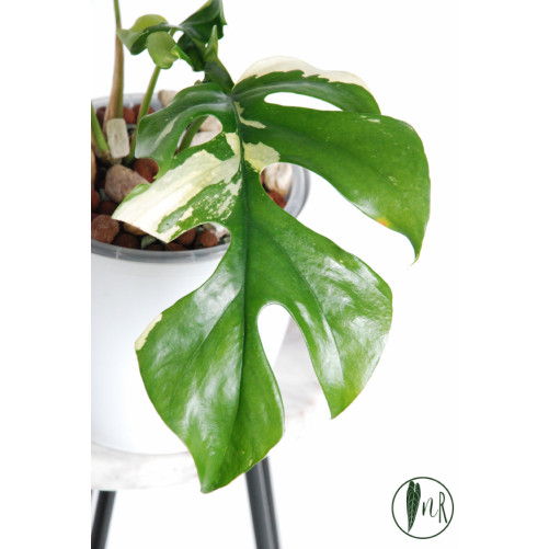 Rhaphidophora tetrasperma variegata