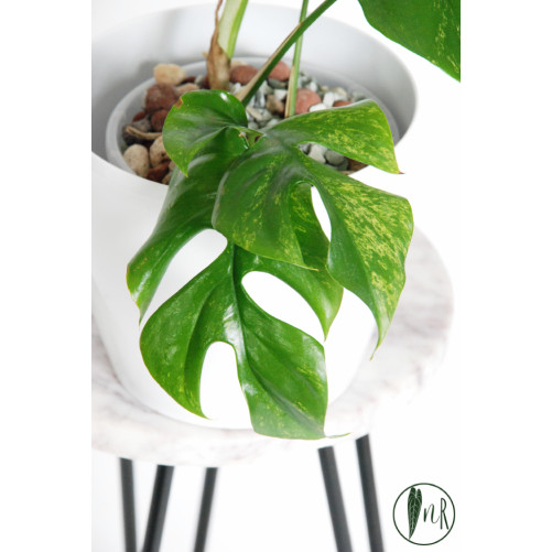 Rhaphidophora tetrasperma mint