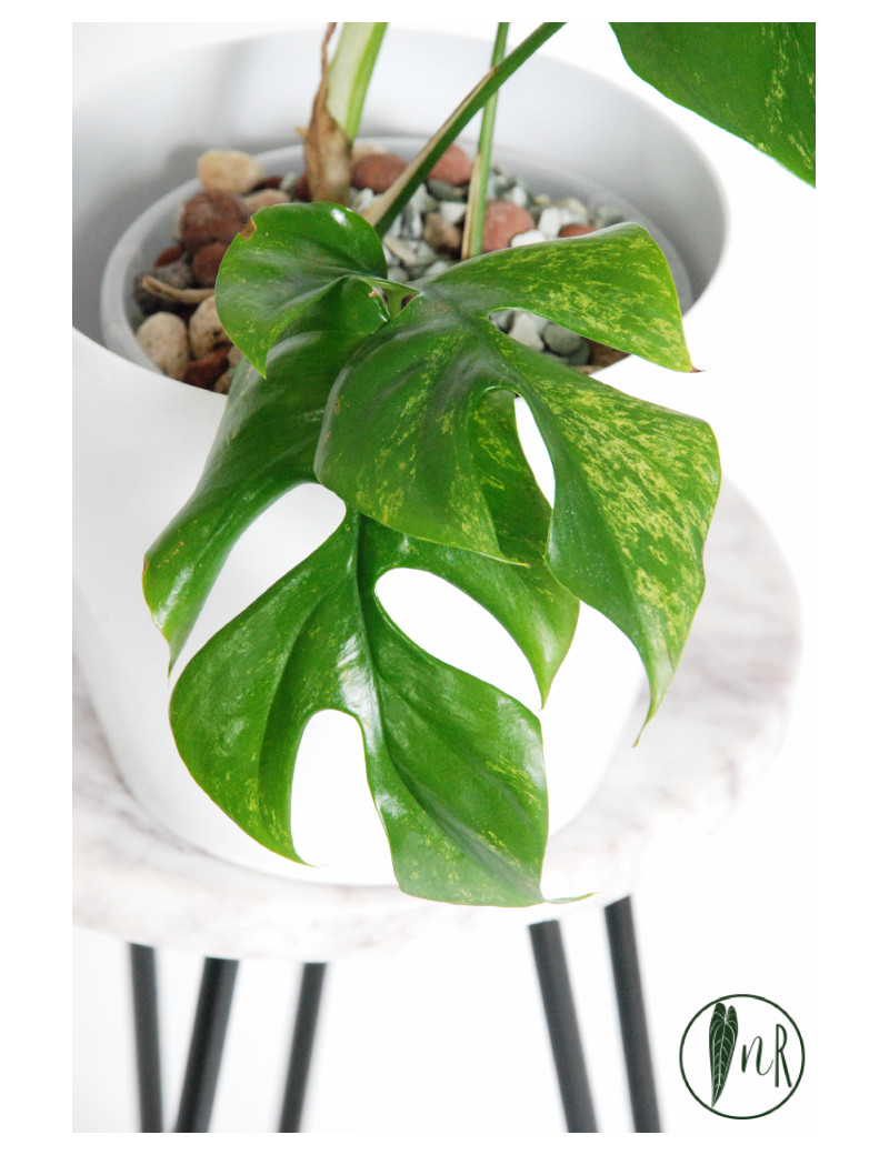 Rhaphidophora tetrasperma mint