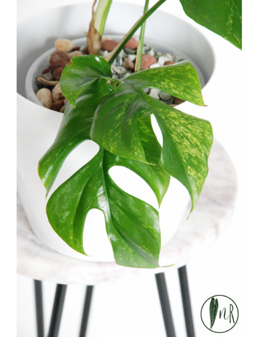 Rhaphidophora tetrasperma mint