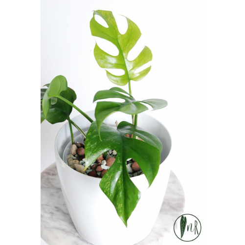 Rhaphidophora tetrasperma mint