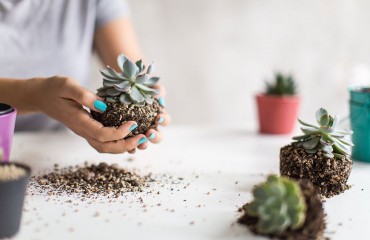 Przesadzanie roślin